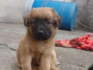Cachorro raça SRD  (sem raça definida)Vira l idade Abaixo de 2 meses nome Sem nome 