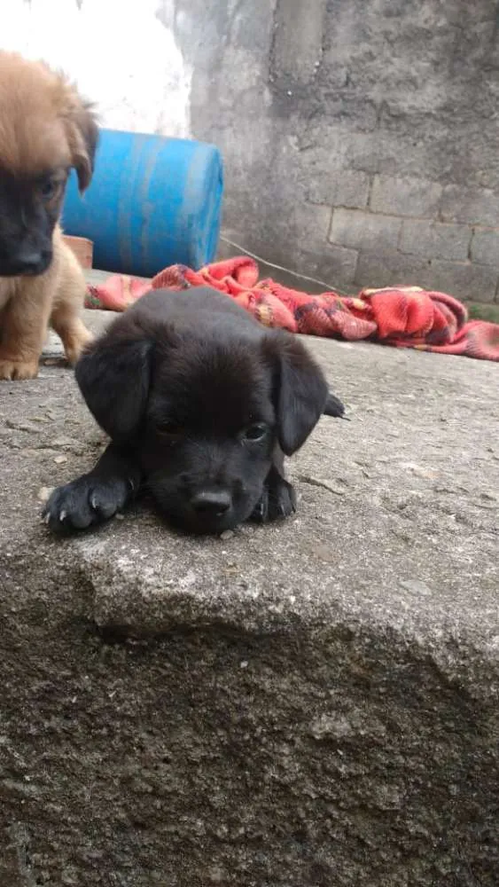 Cachorro ra a SRD  (sem raça definida)  idade Abaixo de 2 meses nome Sem nome 