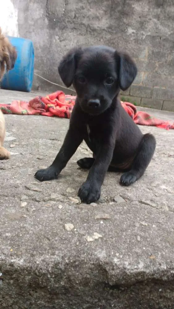 Cachorro ra a SRD  (sem raça definida)  idade Abaixo de 2 meses nome Sem nome 