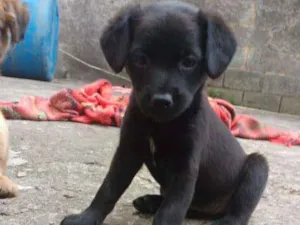 Cachorro raça SRD  (sem raça definida)  idade Abaixo de 2 meses nome Sem nome 