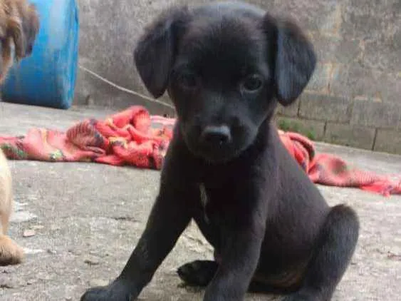 Cachorro ra a SRD  (sem raça definida)  idade Abaixo de 2 meses nome Sem nome 