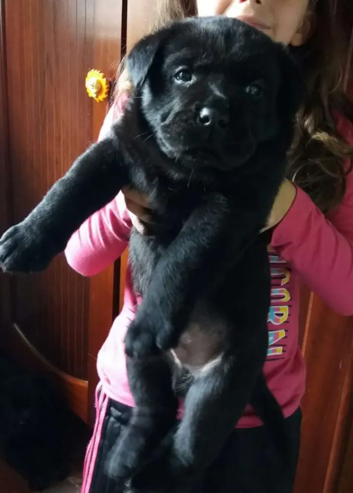 Cachorro ra a Labrador mix Rottweiller  idade Abaixo de 2 meses nome S/nomes