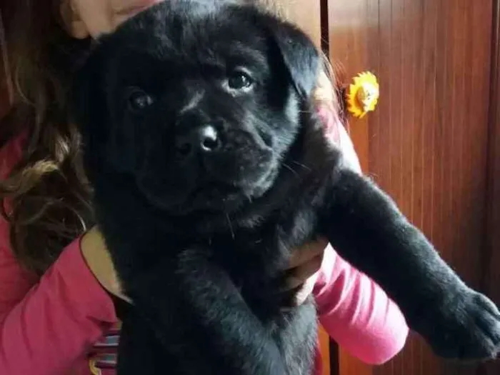 Cachorro ra a Labrador mix Rottweiller  idade Abaixo de 2 meses nome S/nomes
