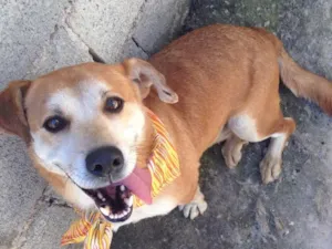 Cachorro raça Indefinida  idade 4 anos nome Leão 