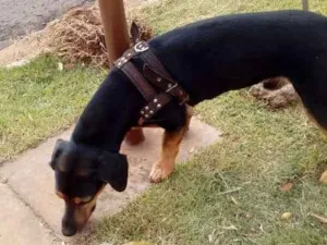 Cachorro raça  idade  nome Sem nome