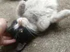 Gato raça Srd idade 2 a 6 meses nome Sem nome