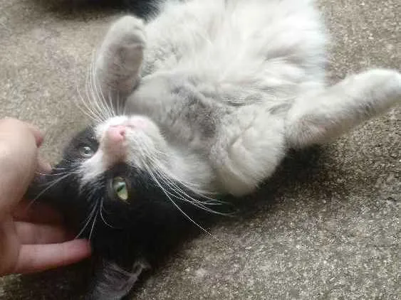 Gato ra a Srd idade 2 a 6 meses nome Sem nome