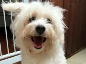 Cachorro raça poodle idade 5 anos nome n sei