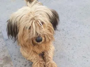 Cachorro raça DRD idade 3 anos nome cachorro abandonado 