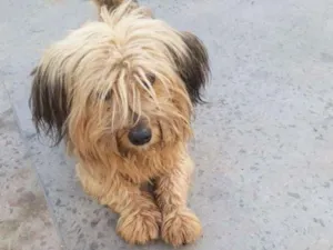 Cachorro raça DRD idade 3 anos nome cachorro abandonado 
