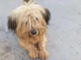 cachorro abandonado
