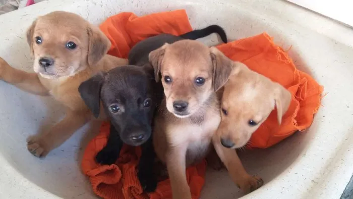 Cachorro raça bacê mestiço com outras raças idade Abaixo de 2 meses nome filhotes
