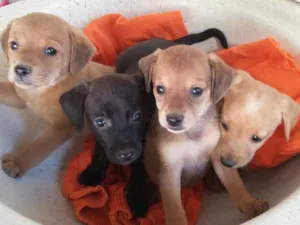 Cachorro raça bacê mestiço com outras raças idade Abaixo de 2 meses nome filhotes