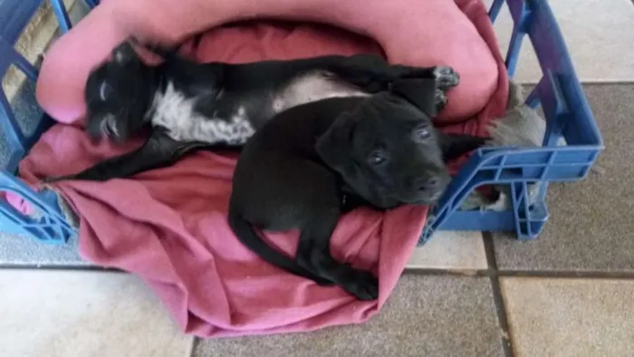 Cachorro ra a Indefinida idade Abaixo de 2 meses nome Sem nome