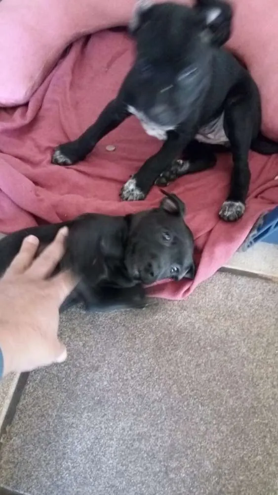 Cachorro ra a Indefinida idade Abaixo de 2 meses nome Sem nome