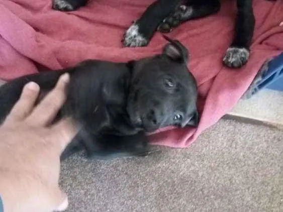 Cachorro ra a Indefinida idade Abaixo de 2 meses nome Sem nome