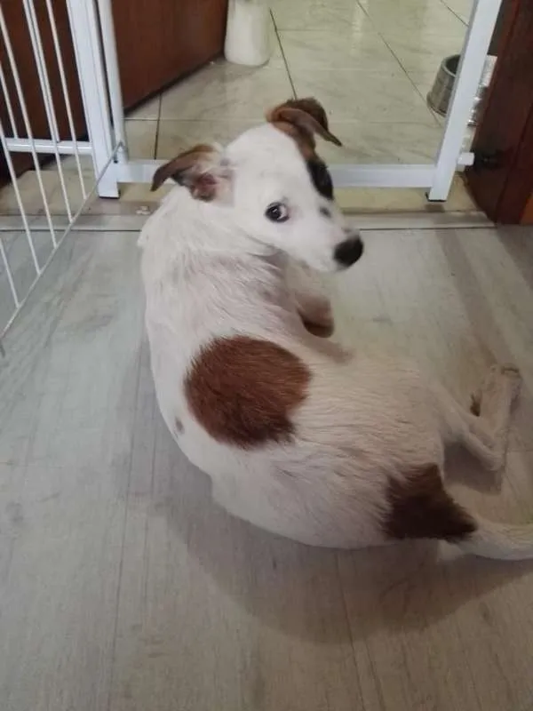 Cachorro ra a SRD idade 2 a 6 meses nome Django