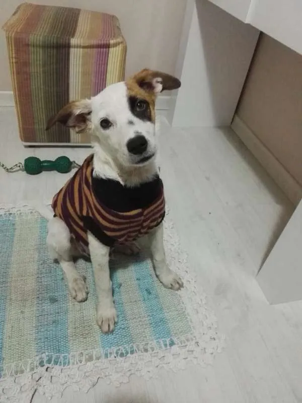 Cachorro ra a SRD idade 2 a 6 meses nome Django