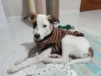 Django