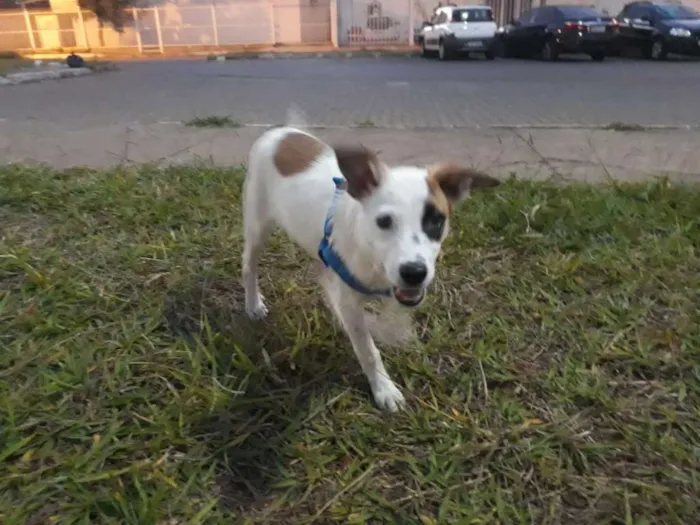 Cachorro ra a SRD idade 2 a 6 meses nome Django