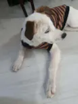 Django