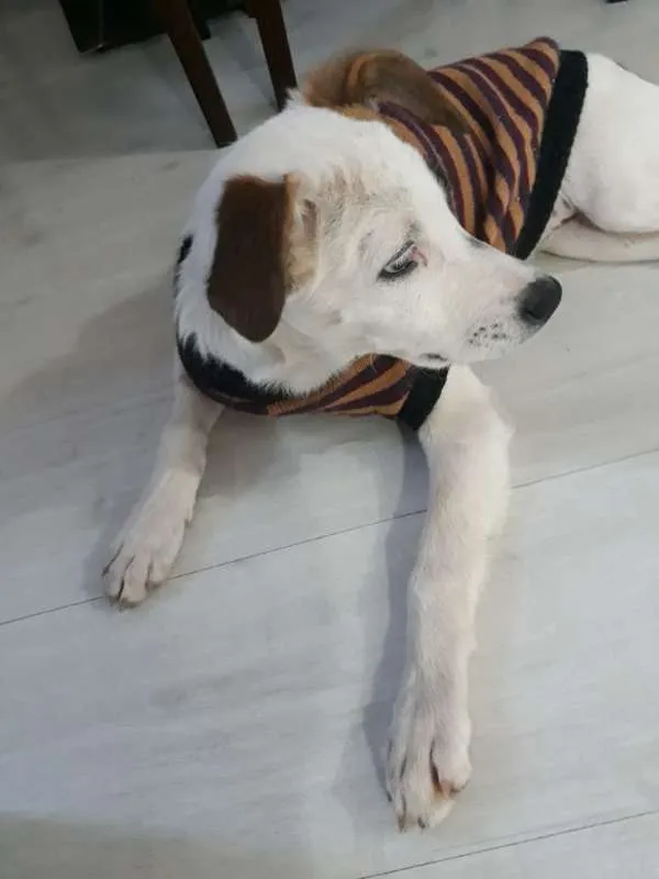 Cachorro ra a SRD idade 2 a 6 meses nome Django