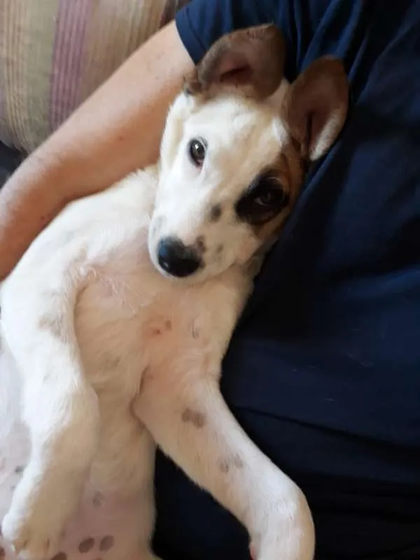 Cachorro ra a SRD idade 2 a 6 meses nome Django