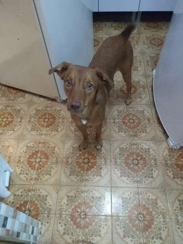 Cachorro ra a SRD idade 7 a 11 meses nome Mike