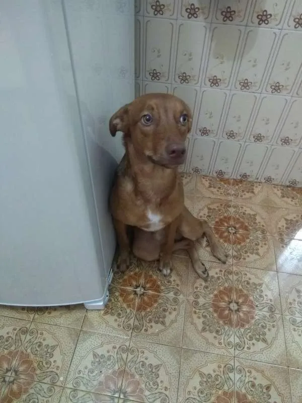 Cachorro ra a SRD idade 7 a 11 meses nome Mike