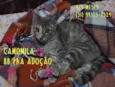 Camomila