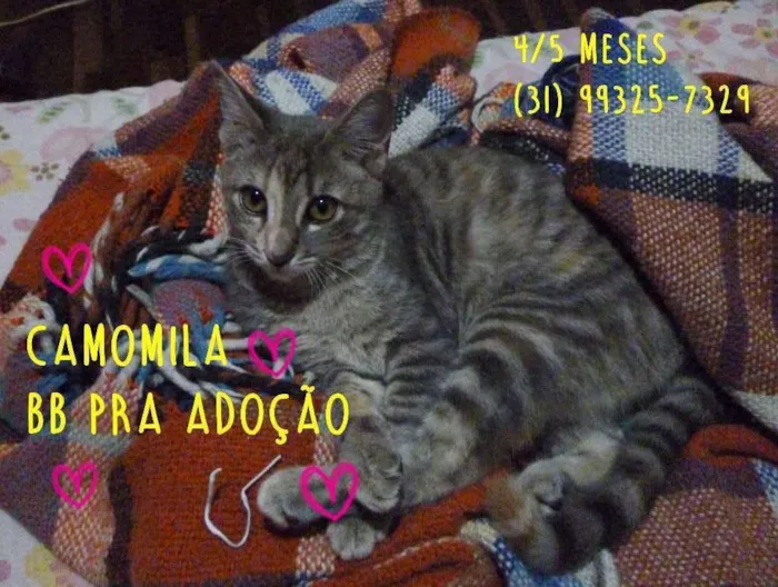 Gato raça SRD idade 2 a 6 meses nome Camomila