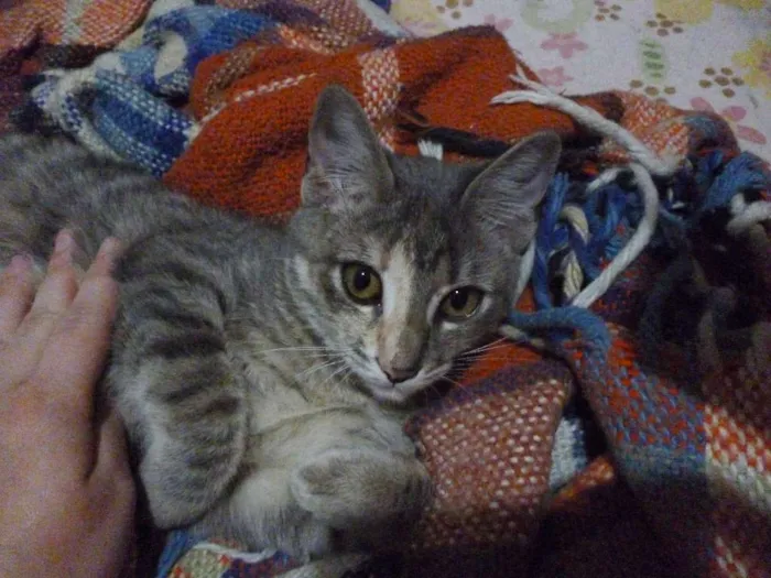 Gato raça SRD idade 2 a 6 meses nome Camomila