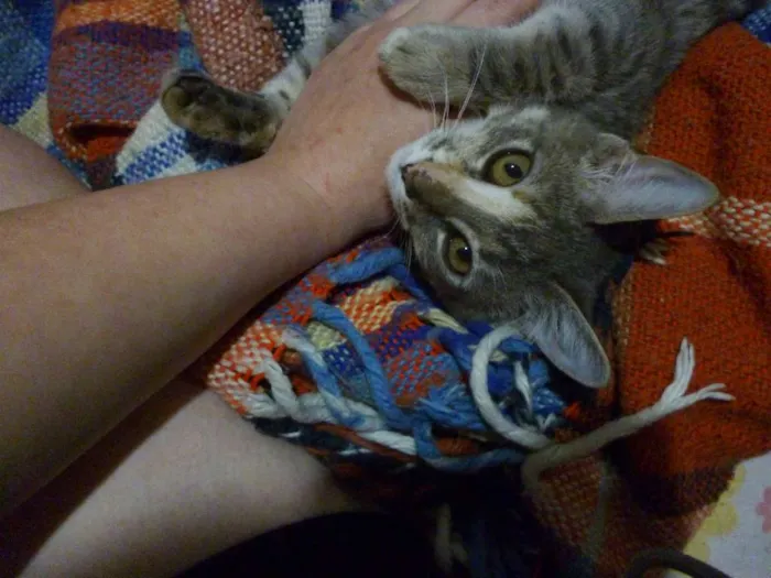 Gato raça SRD idade 2 a 6 meses nome Camomila