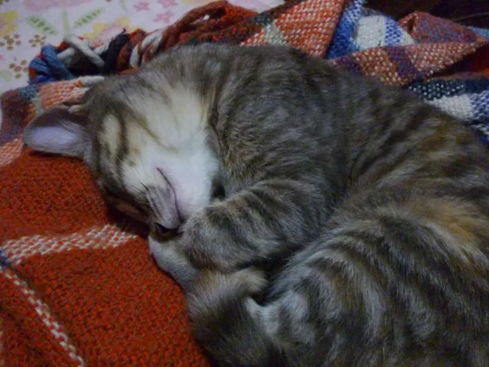 Gato raça SRD idade 2 a 6 meses nome Camomila