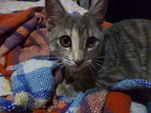 Gato raça SRD idade 2 a 6 meses nome Camomila
