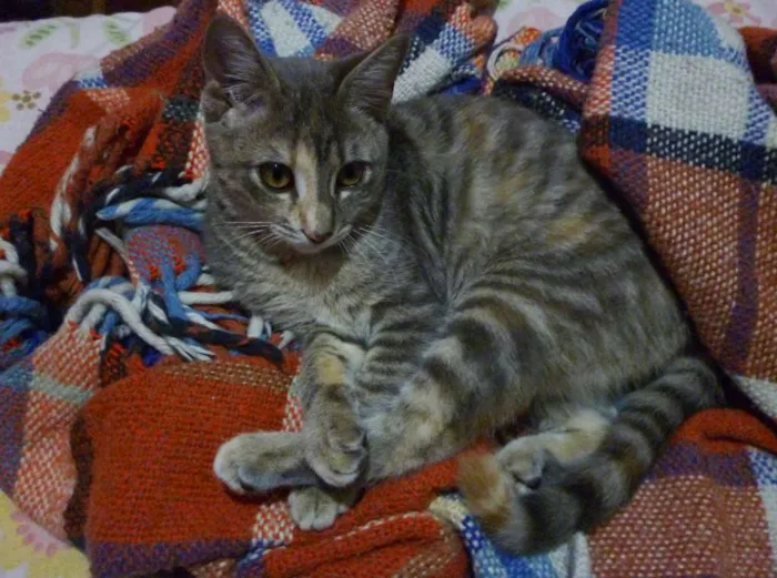Gato raça SRD idade 2 a 6 meses nome Camomila