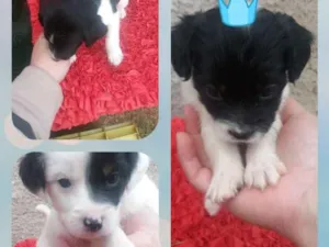 Cachorro raça Indefinida idade Abaixo de 2 meses nome Filhotes