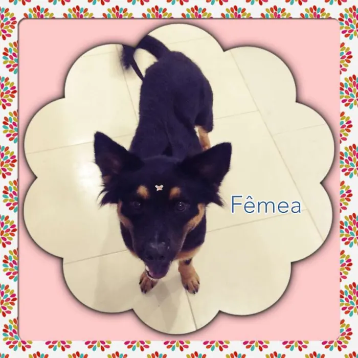 Cachorro ra a SRD idade 1 ano nome SHAKIRA