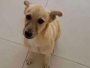 Cachorro raça vira Lata idade 1 ano nome Sol