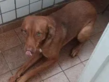 Cachorro ra a SRD idade 7 a 11 meses nome Mike