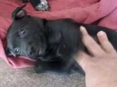 Cachorro ra a Indefinida idade Abaixo de 2 meses nome Sem nome