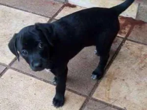 Cachorro raça Raça indefinida idade Abaixo de 2 meses nome Ainda não tem nome