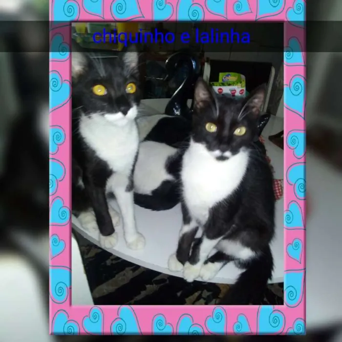 Gato ra a Srd idade 7 a 11 meses nome Chiquinho e lalinha