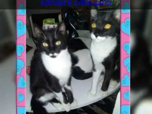 Gato raça Srd idade 7 a 11 meses nome Chiquinho e lalinha