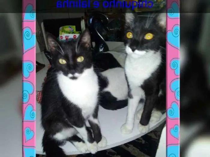 Gato ra a Srd idade 7 a 11 meses nome Chiquinho e lalinha