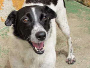 Cachorro raça  idade 5 anos nome Mariana