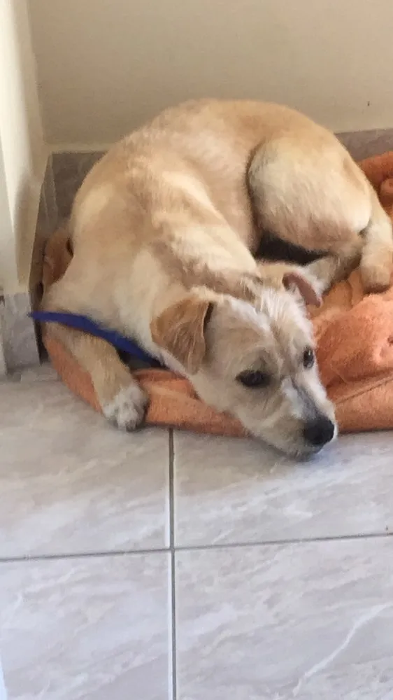 Cachorro ra a Vira lata idade 7 a 11 meses nome Bob