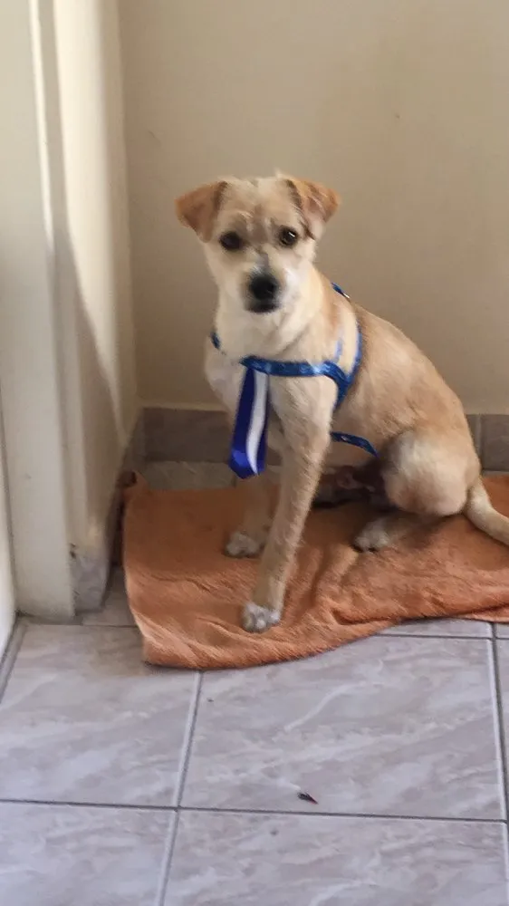 Cachorro ra a Vira lata idade 7 a 11 meses nome Bob