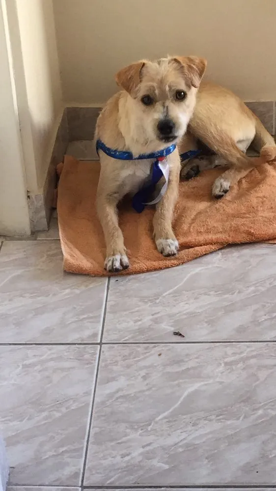 Cachorro ra a Vira lata idade 7 a 11 meses nome Bob