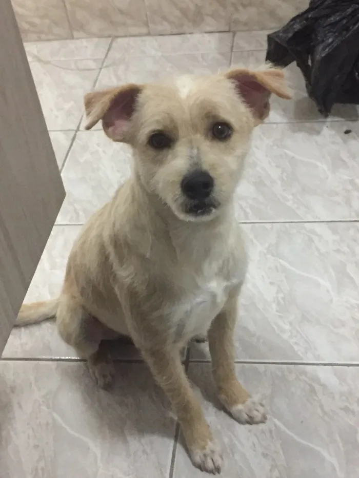 Cachorro ra a Vira lata idade 7 a 11 meses nome Bob
